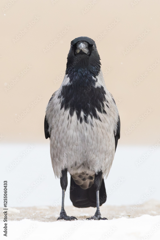 Fototapeta premium Hooded Crow Corvus cornix on winter beach on Insel Usedom, germany