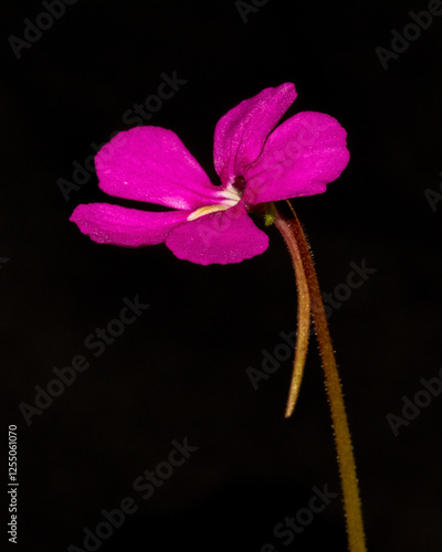 Flor de pinguicula totalongo x rectifolia photo