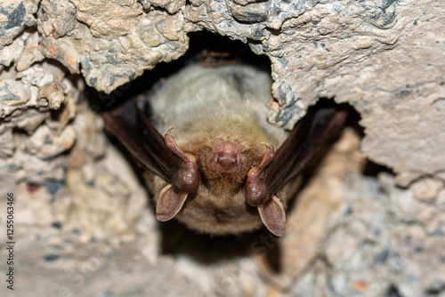 Murciélago ratonero grande (Myotis myotis)