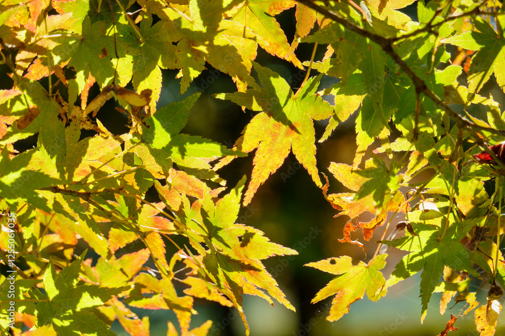 Obraz premium 秋の日差しに映える紅葉の葉