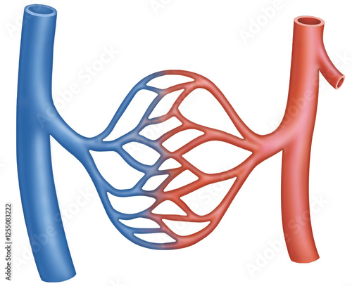 Diagram of the capillaries, they are the smallest and thinnest blood vessels, connecting arteries and veins. They allow the exchange of oxygen, nutrients, and waste from the blood.