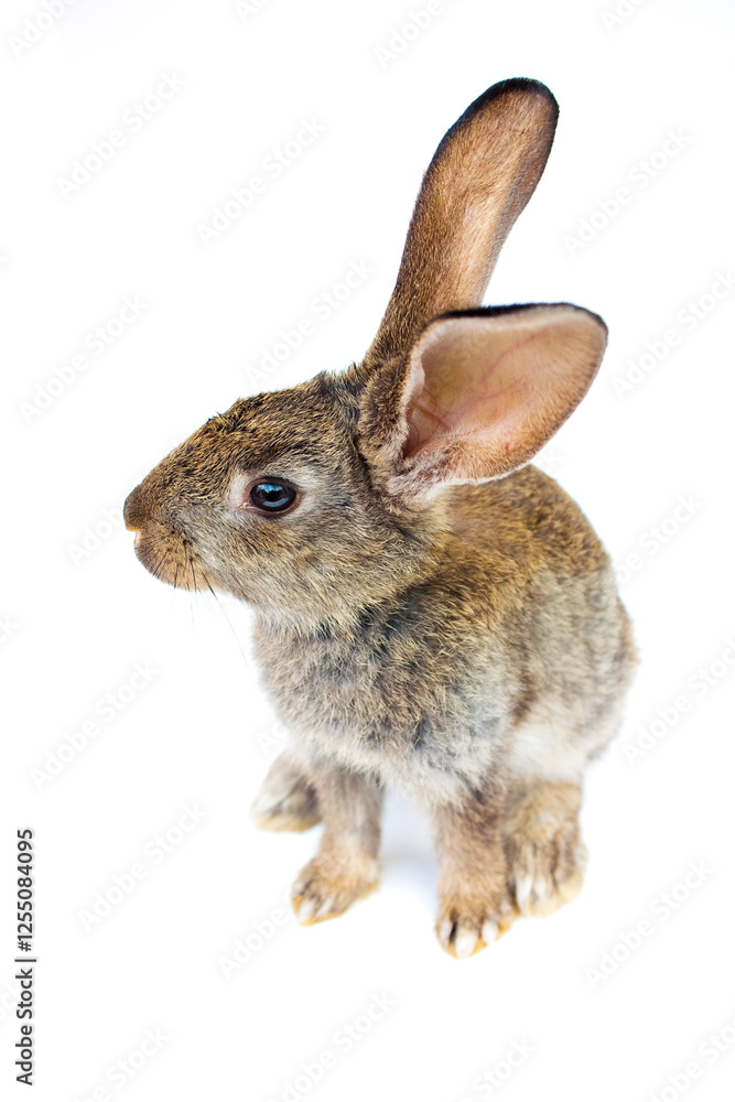 Obraz premium Happy New Year rabbit