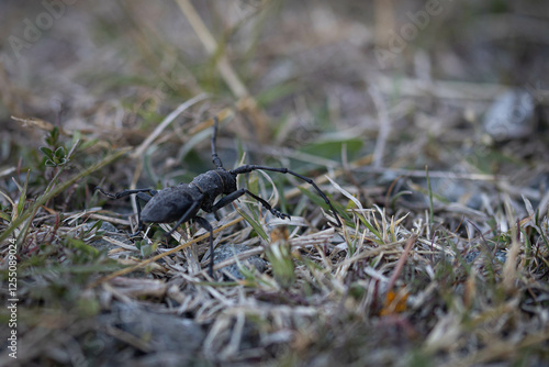 Cerambycidae alpino