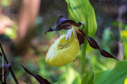 Obraz na płótnie the inflorescence of a lady´s slipper orchid w salonie
