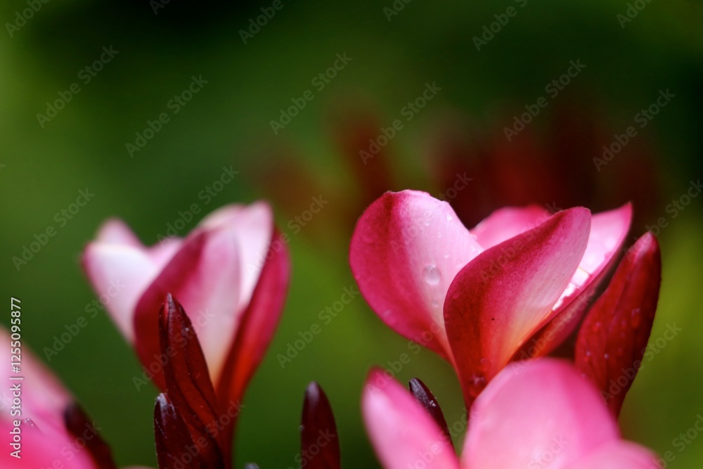 Vibrant pink flowers emerge from a backdrop of rich green foliage, showcasing their delicate petals glistening with morning dew in a peaceful, natural environment Vibrant pink flowers emerge from a backdrop of rich green foliage, showcasing their delicate petals glistening with morning dew in a peaceful, natural environment