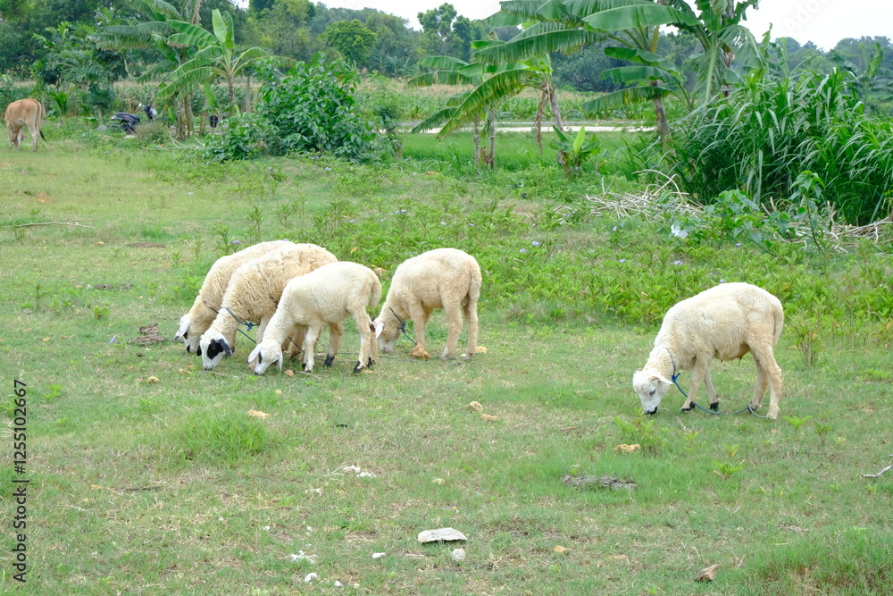 Fototapeta premium Grazing Sheep in a Lush Green Pasture with Scenic Background