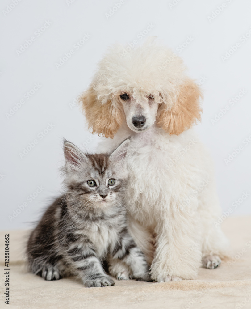 Poodle puppy sitting with tiny maine coon cat on a bed at home Poodle puppy sitting with tiny maine coon cat on a bed at home