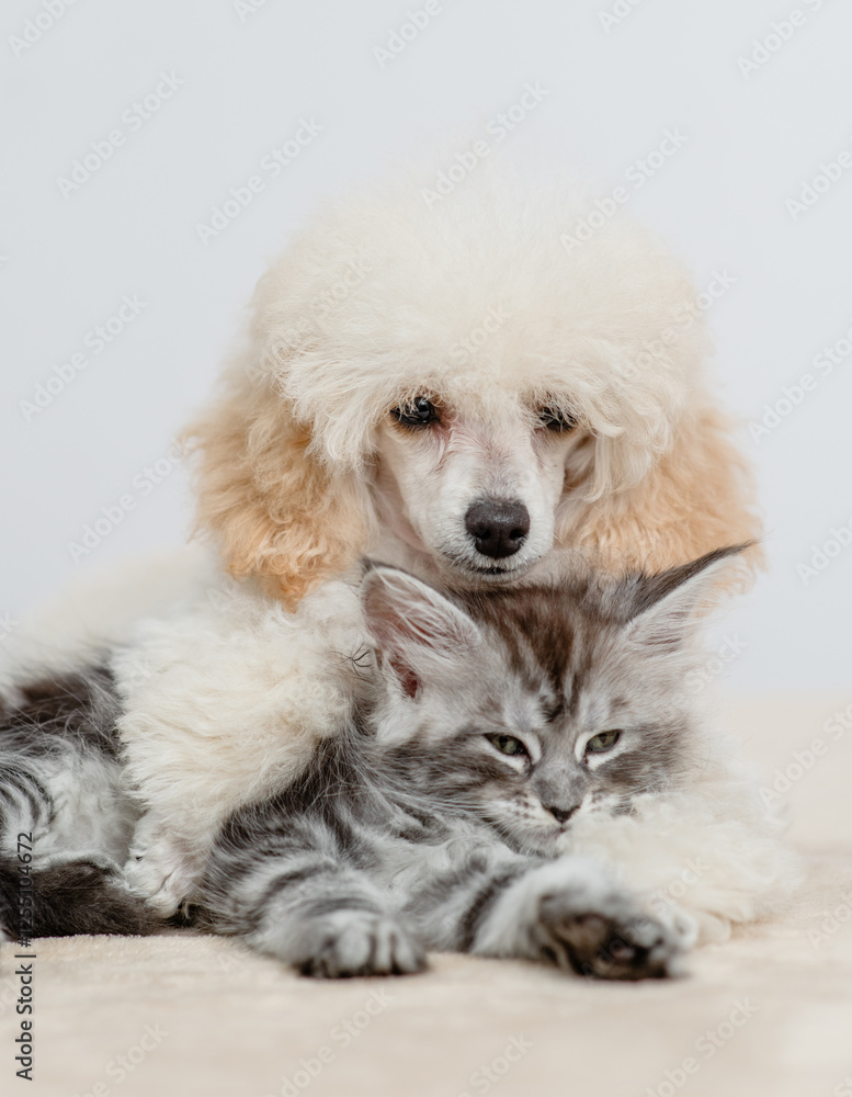 Friendly Poodle puppy lying with tiny maine coon cat on a bed at home Friendly Poodle puppy lying with tiny maine coon cat on a bed at home