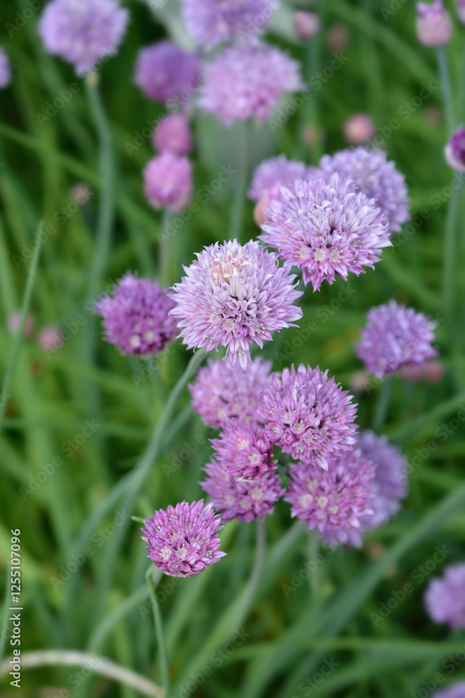 Chives pink flowers Chives pink flowers