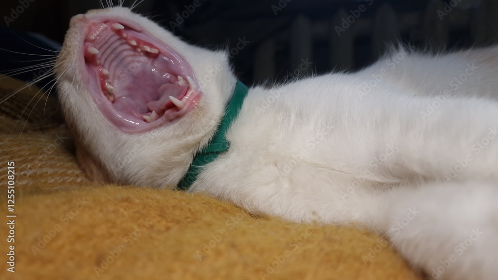 Fototapeta premium cat, close-up, ginger and white fur