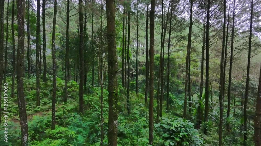 Serene Forest Walk: A Journey Through Nature's Beauty Serene Forest Walk: A Journey Through Nature's Beauty