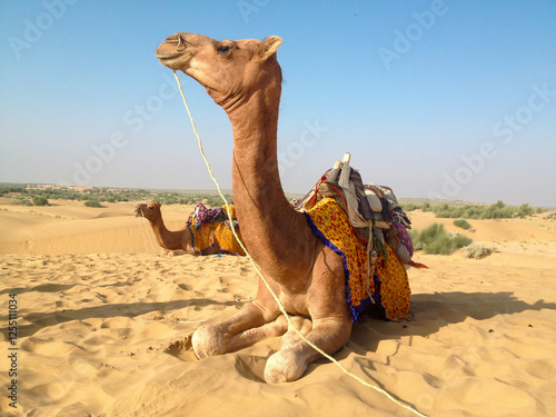 Thar desert, Rajasthan, India. Decorated dromedary, dromedary camels, Arabian camels, or one-humped camels are resting on sand dune