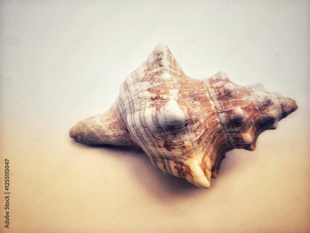 The seashell is the central focus of the image, with its unique shape and texture highlighted against a clean white background The seashell is the central focus of the image, with its unique shape and texture highlighted against a clean white background