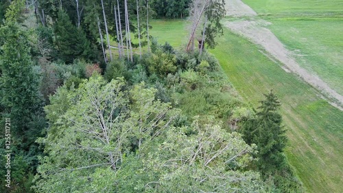 Summer in forest aerial top view - mixed forest, green deciduous trees with destruction caused by bark beetle