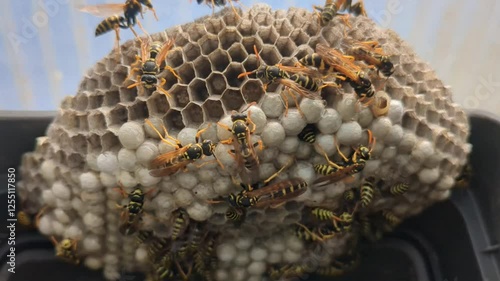 Paper wasp Polistes dominula - Wasp nest with larvae and pupae in paper honeycomb
