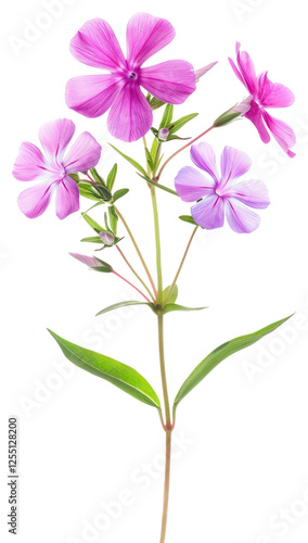 PNG Wildflower Drummond phlox geranium blossom plant. photo