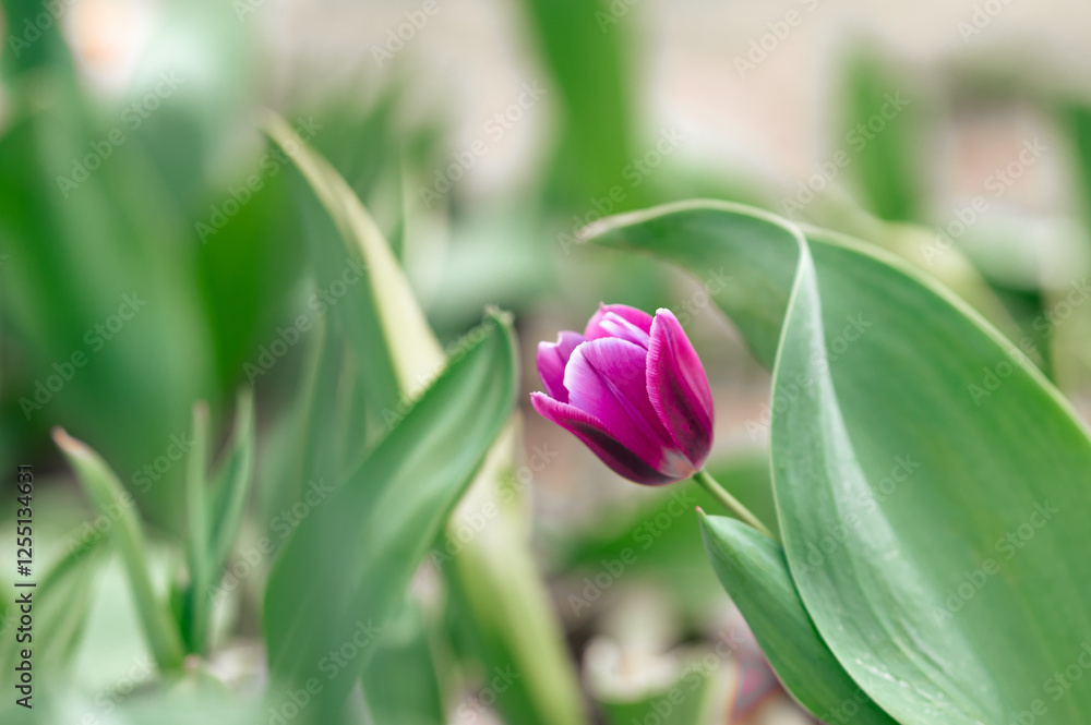 Purple tulip photo of one purple tulip purple flower field of purple tulips holland fields of flowers spring flowers pink bouquet violet flowers violet and green Purple tulip photo of one purple tulip purple flower field of purple tulips holland fields of flowers spring flowers pink bouquet violet flowers violet and green
