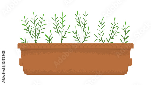 Box with seedlings of microgreens. Thyme shoots. Harvesting, vitamins in greens and vegetables. Home garden. Spring seedlings. Vector illustration isolated on transparent background.