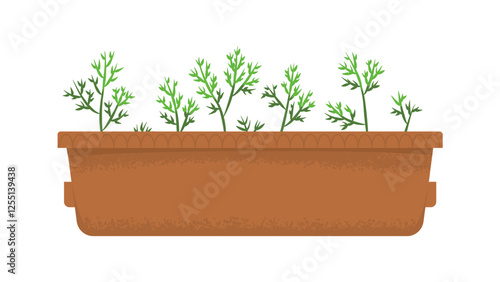 Box with seedlings of microgreens. Dill shoots. Harvesting, vitamins in greens and vegetables. Home garden. Spring seedlings. Vector illustration isolated on transparent background.