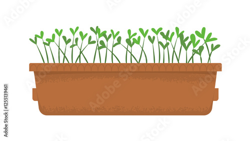 Box with seedlings of microgreens. Seasonings for cooking. Harvesting, vitamins in greens and vegetables. Home garden. Spring seedlings. Vector illustration isolated on transparent background.