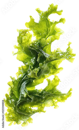 PNG Sea Lettuce seaweed white ingredient.