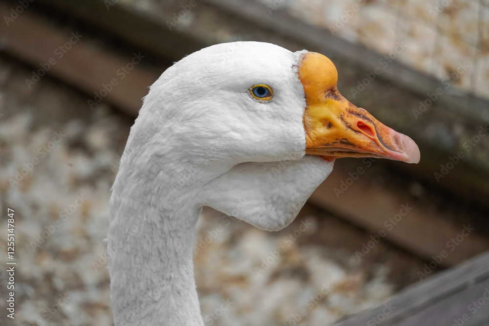 White goose with an orange beak standing in a farm, showing its elegant posture and observing the surrounding environment White goose with an orange beak standing in a farm, showing its elegant posture and observing the surrounding environment