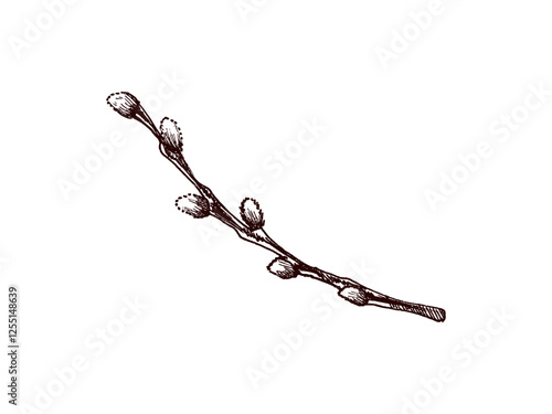 Hand drawn vintage sketch of an Easter willow branch with buds