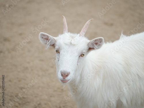 White goat with small horns standing on sandy ground, possibly in a farm or similar environment, creating a peaceful rural scene photo