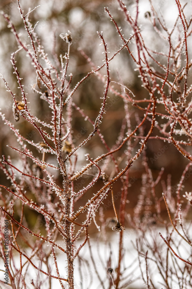beautiful frost on small branches of bushes in severe frost conditions. Frosts in February. beautiful frost on small branches of bushes in severe frost conditions. Frosts in February.