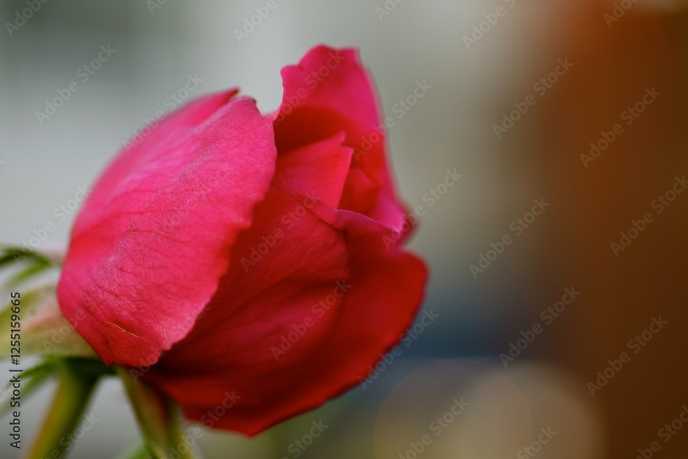A vibrant pink rose stands out with its delicate petals, illuminated by natural light. The soft focus of the background highlights the beauty of this flower in a serene nature setting A vibrant pink rose stands out with its delicate petals, illuminated by natural light. The soft focus of the background highlights the beauty of this flower in a serene nature setting
