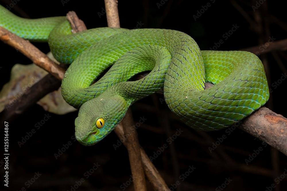 Naklejka premium Vibrant Green Snake on Branch in Dark Surroundings