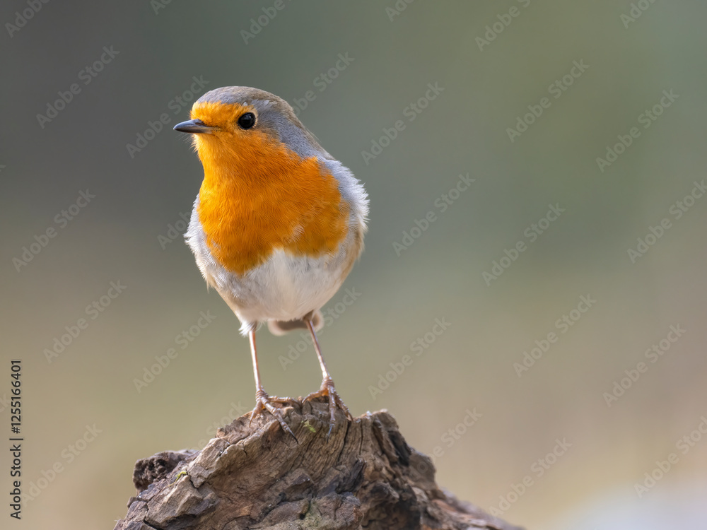 Rotkehlchen (Erithacus rubecula) Rotkehlchen (Erithacus rubecula)