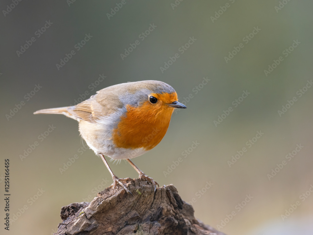 Rotkehlchen (Erithacus rubecula) Rotkehlchen (Erithacus rubecula)