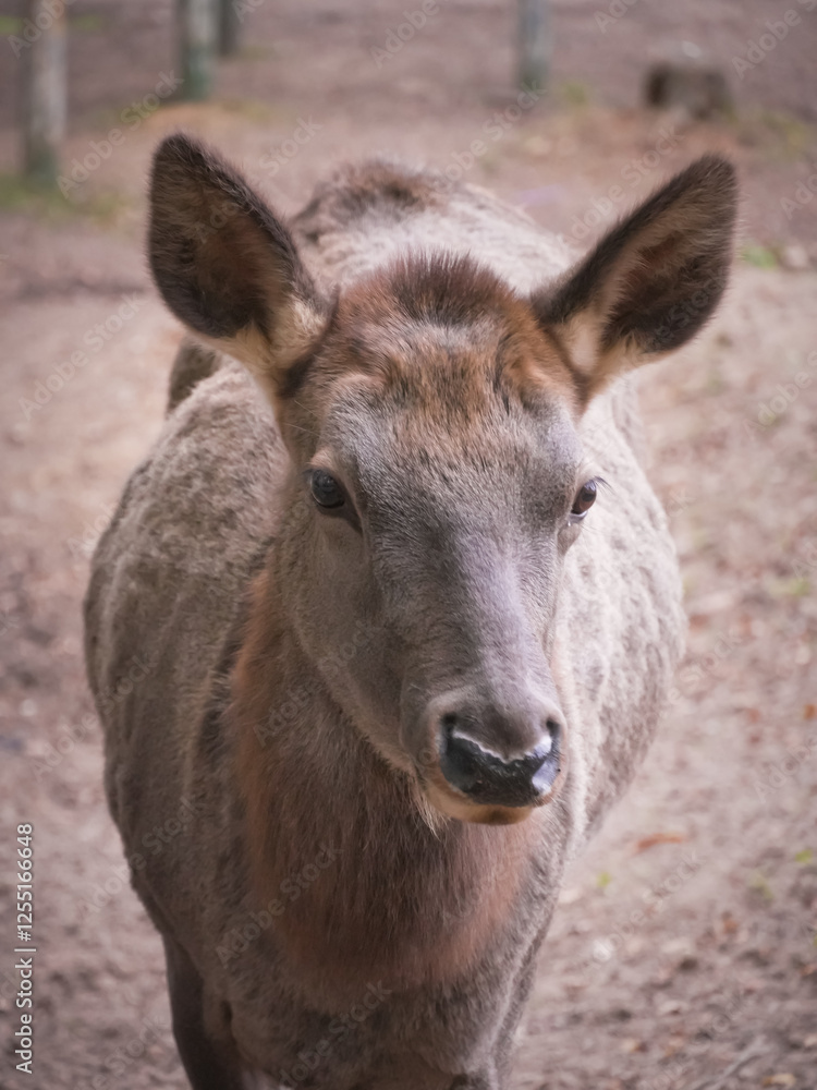 Close-up of a young deer calf showing curiosity and alertness in its natural habitat, a wildlife sanctuary provides a safe haven for these majestic creatures. Vertical photo Close-up of a young deer calf showing curiosity and alertness in its natural habitat, a wildlife sanctuary provides a safe haven for these majestic creatures. Vertical photo