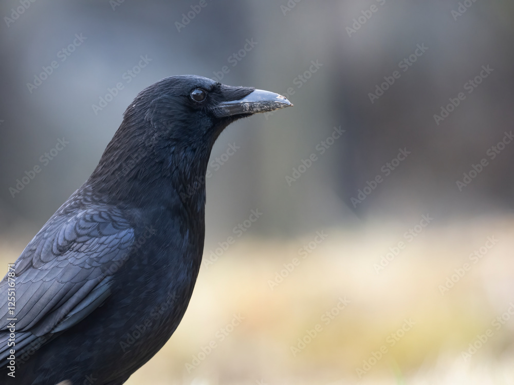 Rabenkrähe (Corvus corone) Rabenkrähe (Corvus corone)