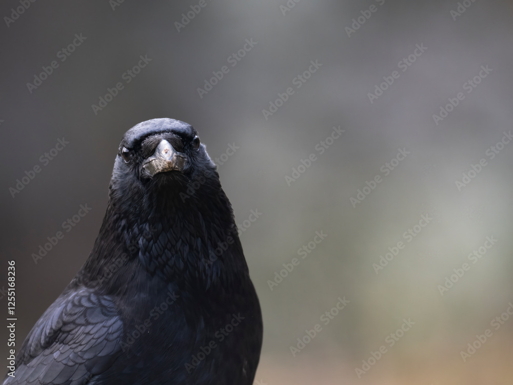 Rabenkrähe (Corvus corone)