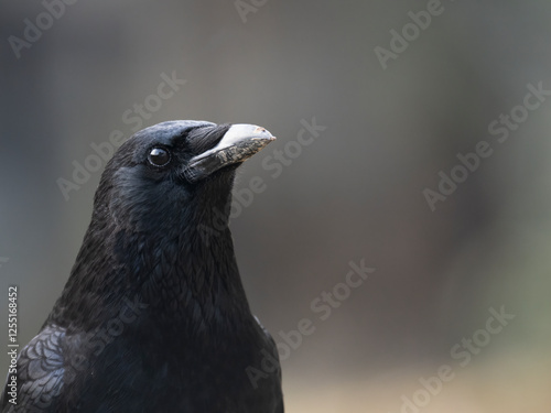 Rabenkrähe (Corvus corone)