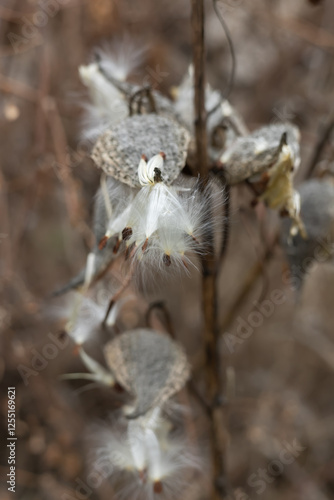 Dry seeds of Asclepias syriaca in the nature photo