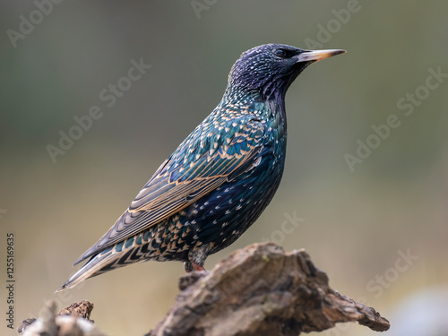 Star (Sturnus vulgaris)