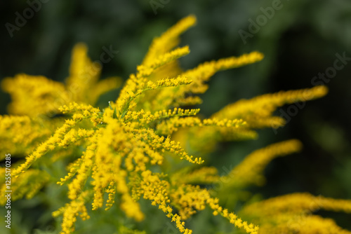 Blooming canadian goldenrod lat. Solidago canadensis on an autumn day photo