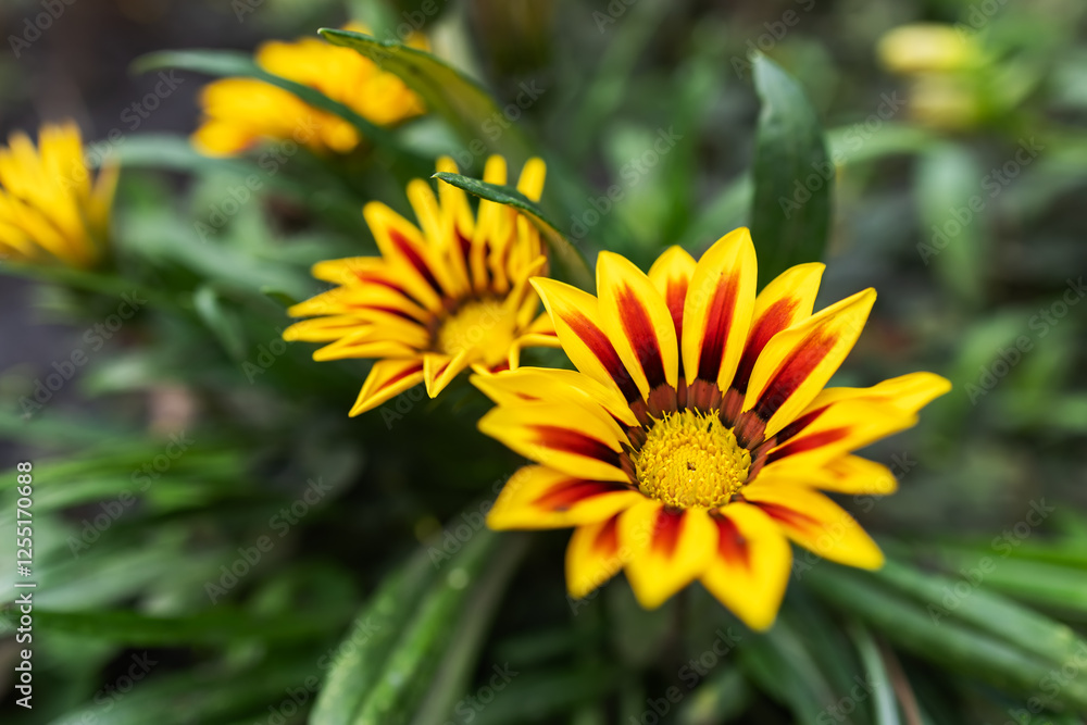 Beautiful Flowers Gazania in Flower Garden