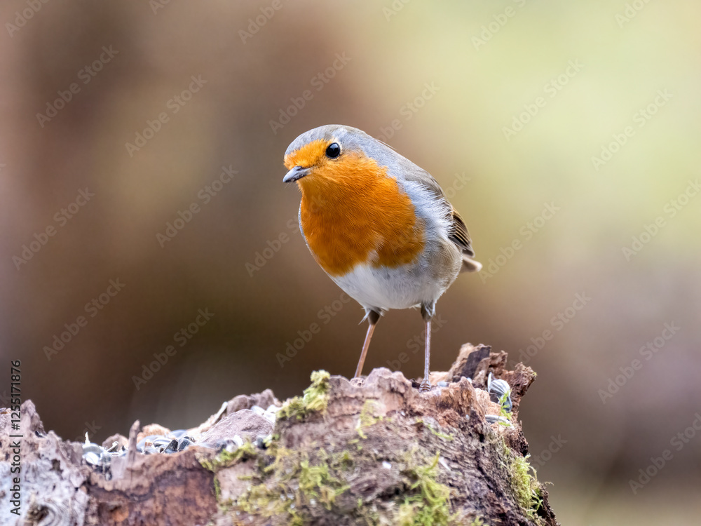 Rotkehlchen (Erithacus rubecula) Rotkehlchen (Erithacus rubecula)