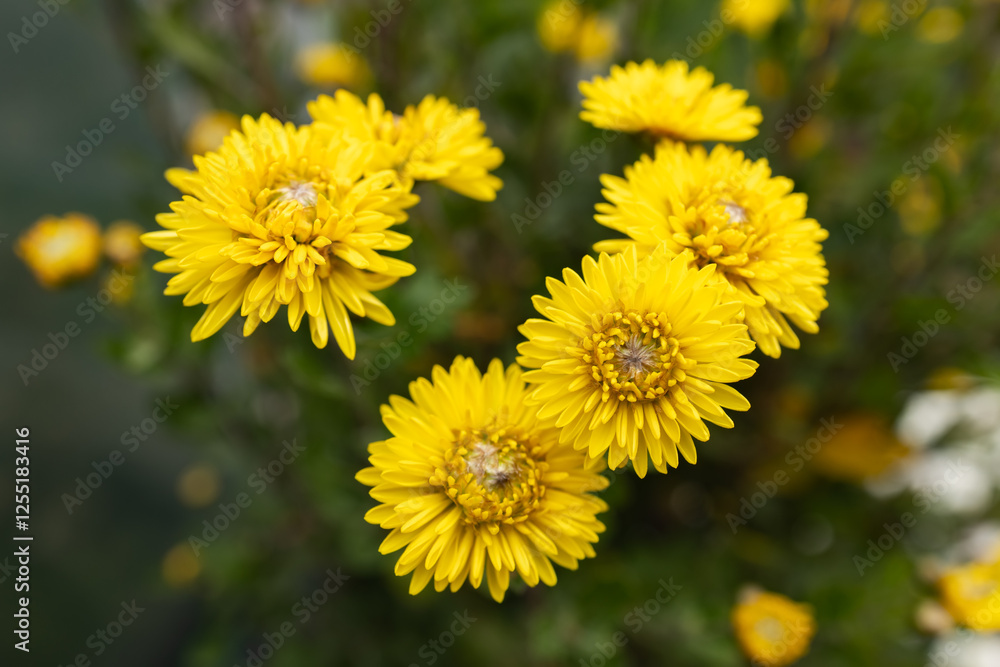 Bright Yellow mums Flower Chrysanthemum Garden decorative plant Bright Yellow mums Flower Chrysanthemum Garden decorative plant