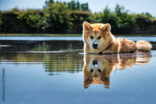 chien akita sur  une journée estivale et chaude, prenant un joli bain dans une rivière bien lisse, dans une zone calme photo