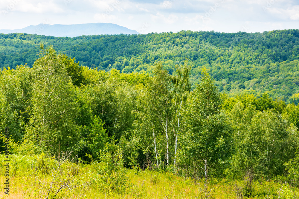 birch trees on the grassy hillside on a sunny day. mountainous landscape of transcarpathia in summer. clouds on the sky. countryside scenery in dappled light