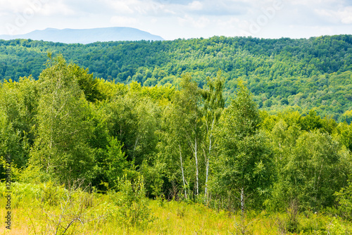 birch trees on the grassy hillside on a sunny day. mountainous landscape of transcarpathia in summer. clouds on the sky. countryside scenery in dappled light