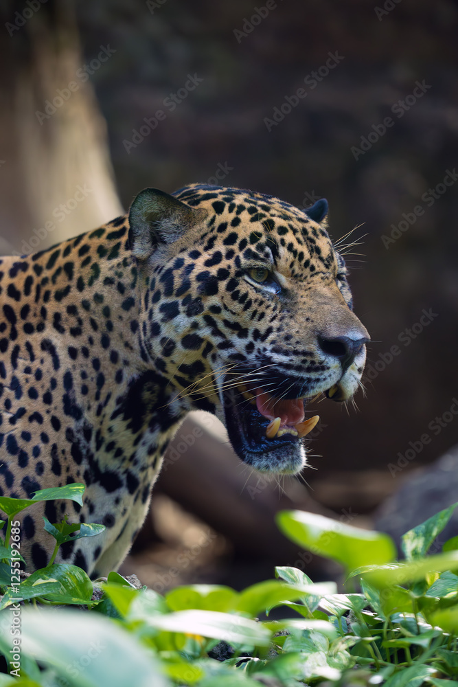 Naklejka premium Jaguar (Panthera onca), portrait of a large male from a rescue station.