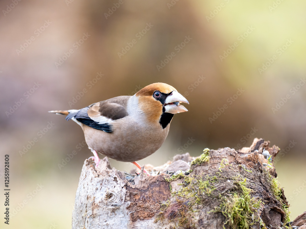 Kernbeißer (Coccothraustes coccothraustes)