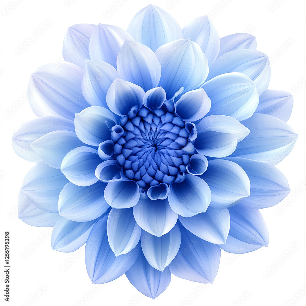 Fototapeta premium A blue chrysanthemum flower with a white background, no shadows, high resolution, no blur, and a clear texture of the petals. The center is filled with vibrant shades of sky-blue, creating an 
