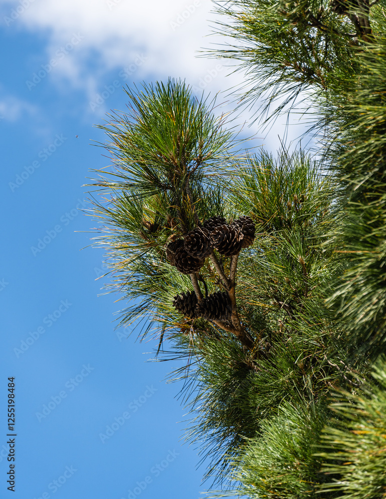 Large brown cones of Pitsunda pine on branches with long needles againstblue autumn sky. Pitsunda pine (Pinus brutia pityusa) species of Calabrian or Turkish Pine (Pinus brutia). Selective focus. Large brown cones of Pitsunda pine on branches with long needles againstblue autumn sky. Pitsunda pine (Pinus brutia pityusa) species of Calabrian or Turkish Pine (Pinus brutia). Selective focus.